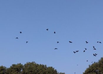 रत्नापार्कमा १९औँ ‘काग सम्मेलन’ हुने