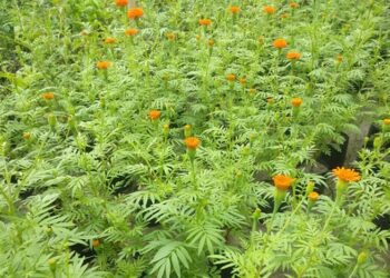 फूलैफूलको पर्व तिहारमा फूल नै नफुलेपछि…