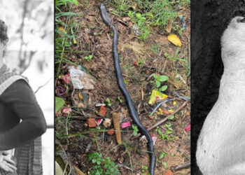 आफ्नो मालिकलाई मार्ने सर्पलाई कुकुरले मार्‍यो, आफू पनि मर्‍यो