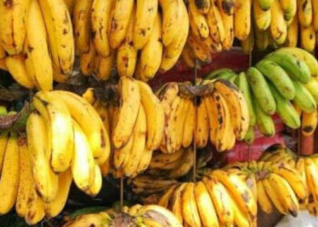 केरा विश्वको नम्बर १ फल, जसले बचाउँछ थुप्रै रोगबाट