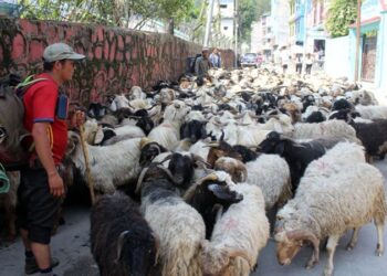 च्याङ्ग्राको मूल्य महँगो, स्थानीय खसीबोकाको मूल्य उस्तै