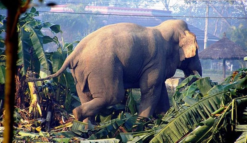 हात्तीको आक्रमणबाट भुटानी शरणार्थीको मृत्यु
